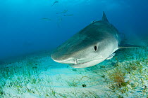 Tiger shark (Galeocerdo cuvier) Northern Bahamas, Caribbean Sea, Atlantic Ocean.