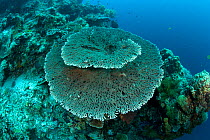 Table hard coral (Acropora hyacinthus) Menjangan Island, Bali Island, Indonesia, Pacific Ocean