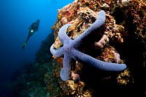 Scuba diver and Blue sea star (Linckia laevigata) Menjangan Island, Bali Island, Indonesia, Pacific Ocean. September 2006.