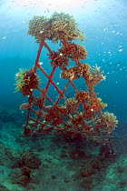 Corals attached to structure of bio-rock, a method of enhancing the growth of corals and aquatic organisms, Karang Lestari Pemuteran project, Desa Pemuteran, Bali Island, Indonesia, Pacific Ocean.