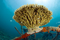 hard coral on structure of bio-rock, method of enhancing the growth of corals and aquatic organisms, in Taman Sari Bali Cottages, Karang Lestari Pemuteran project, Desa Pemuteran, Singaraja, Bali Isla...