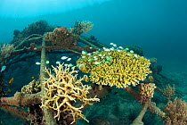 Corals attached to structure of bio-rock, a method of enhancing the growth of corals and aquatic organisms, Karang Lestari Pemuteran project, Desa Pemuteran, Bali Island, Indonesia, Pacific Ocean.