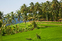 Rice paddy fields, Bali Island, Indonesia, Pacific Ocean