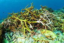 Damaged coral reef, Crystal Bay, Nusa Penida, Bali Island, Indonesia, Pacific Ocean