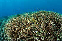 Colonies of Hard coral (Acropora robusta) Crystal Bay, Nusa Penida, Bali Island, Indonesia, Pacific Ocean