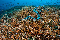 Banded sea snake (Laticauda colubrina) Crystal Bay, Nusa Penida, Bali Island, Indonesia, Pacific Ocean