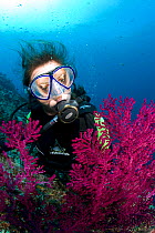 Scuba diver looking at Red seafan (Gorgonia sp) Crystal Bay, Nusa Penida, Bali Island, Indonesia, Pacific Ocean. September 2006.