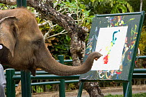 Asian elephant (Elephas maximus) painting using trunk, Bali Elephant Safari Park, Desa Taro forest,  Bali Island, Indonesia, Pacific Ocean. September 2006.