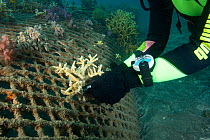 Researcher fastening a piece of coral on the structure of bio-rock, a method of enhancing the growth of corals and aquatic organisms. Karang Lestari Pemuteran project, Desa Pemuteran, Bali Island, Ind...