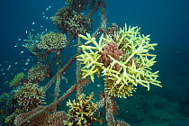 Hard coral attached to the structure of bio-rock, a method of enhancing the growth of corals and aquatic organisms.  Karang Lestari Pemuteran project, Desa Pemuteran, Bali Island, Indonesia, Pacific O...