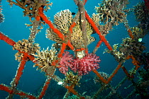 Hard and soft corals and encrusting sponge on the structure of bio-rock, Karang Lestari Pemuteran project, Desa Pemuteran,  Bali Island, Indonesia, Pacific Ocean