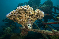 Hard coral with number for research, growing on structure of bio-rock, a method of enhancing the growth of corals and aquatic organisms. Karang Lestari Pemuteran project, Desa Pemuteran, Bali Island,...