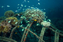 Fishes attracted to corals attached to the structure of bio-rock, method of enhancing the growth of corals and aquatic organisms, Karang Lestari Pemuteran project, Desa Pemuteran, Bali Island, Indones...