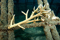 Coral attached to the structure of bio-rock, a method of enhancing the growth of corals and aquatic organisms, in  Karang Lestari Pemuteran project, Desa Pemuteran, Bali Island, Indonesia, Pacific Oce...