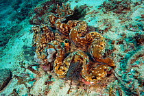 Giant clam (Tridacna derasa) Gili Mimpang, Candidasa, Bali Island, Indonesia, Pacific Ocean