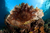 Crown-of-thorns starfish (Acanthaster planci) feeding on coral, Menjangan Island, Bali Island, Indonesia, Pacific Ocean