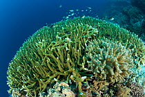 Hard coral colonies (Acropora robusta) Menjangan Island, Bali Island, Indonesia, Pacific Ocean