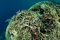 Reef with damaged corals, Desa Pemuteran, Bali Island, Indonesia, Pacific Ocean