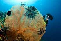 Scuba diver and Sea fan (Subergorgia mollis) Menjangan Island, Bali Island, Indonesia, Pacific Ocean. September 2006.