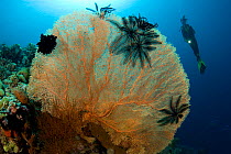 Scuba diver and Sea fan (Subergorgia mollis) Menjangan Island, Bali Island, Indonesia, Pacific Ocean. September 2006.
