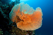 Sea fan (Subergorgia mollis) Menjangan Island, Bali Island, Indonesia, Pacific Ocean