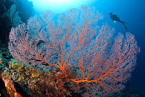 Scuba diver and Large sea fan (Melithaea sp) Menjangan Island, Bali Island, Indonesia, Pacific Ocean. September 2006.