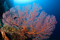 Large sea fan (Melithaea sp) Menjangan Island, Bali Island, Indonesia, Pacific Ocean