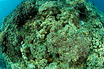 Damaged coral reef,  Desa Pemuteran, Bali Island, Indonesia, Pacific Ocean