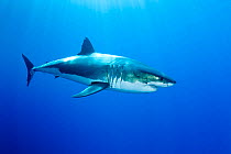 Great white shark (Carcharodon carcharias) Guadalupe Island, Mexico, Pacific Ocean.