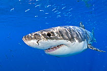Great white shark (Carcharodon carcharias) with shoal of fish, Guadalupe Island, Mexico, Pacific Ocean.