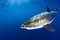 Great white shark (Carcharodon carcharias) Guadalupe Island, Mexico, Pacific Ocean.