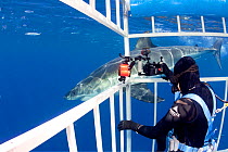 Scuba diver photographing Great white shark, (Carcharodon carcharias) from cage. Guadalupe Island, Mexico, Pacific Ocean. September 2011.