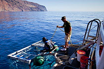 Scuba diver entering the cage to watch Great white shark, (Carcharodon carcharias) Guadalupe Island, Mexico, Pacific Ocean. September 2011.