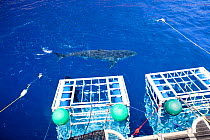 Great white shark (Carcharodon carcharias) swimming in front of scuba diving cages, Guadalupe Island, Mexico, Pacific Ocean. September 2011.