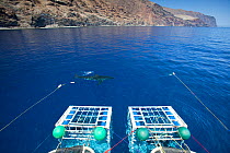 Great white shark (Carcharodon carcharias) swimming in front of scuba diving cages, Guadalupe Island, Mexico, Pacific Ocean. September 2011.