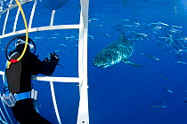 Scuba diver photographing Great white shark, (Carcharodon carcharias) from cage. Guadalupe Island, Mexico, Pacific Ocean. September 2011.