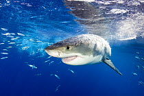 Great white shark (Carcharodon carcharias) Guadalupe Island, Mexico, Pacific Ocean. Vulnerable.