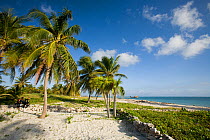 Palm trees and sandy beach, Santa Lucia, Camaguey, Cuba, Caribbean Sea, Atlantic Ocean