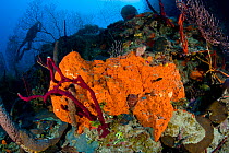 Reef with Orange elephant ear sponge (Agelas clathrodes) and scuba diver on the background, Santa Lucia, Camaguey, Cuba, Caribbean Sea, Atlantic Ocean. November 2007.