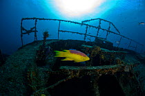 Spanish hogfish (Bodianus rufus) Virgen de Altagracia wreck, Santa Lucia, Camaguey, Cuba, Caribbean Sea, Atlantic Ocean