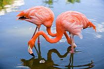 Caribbean flamingo (Phoenicopterus ruber) Santa Lucia, Camaguey, Cuba, Caribbean Sea, Atlantic Ocean
