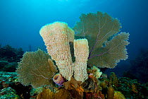 Azure vase sponge (Callyspongia plicifera) and Common sea fan (Gorgonia ventalina) Santa Lucia, Camaguey, Cuba, Caribbean Sea, Atlantic Ocean