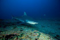 Bull shark (Carcharhinus leucas) Santa Lucia, Camaguey, Cuba, Caribbean Sea, Atlantic Ocean