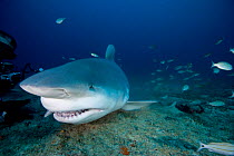 Bull shark (Carcharhinus leucas) feeding, Santa Lucia, Camaguey, Cuba, Caribbean Sea, Atlantic Ocean