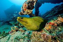 Green moray (Gymnothorax funebris) Santa Lucia, Camaguey, Cuba, Caribbean Sea, Atlantic Ocean