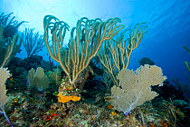 Branches of a gorgonian coral (Plexaurella sp) and Common sea fan (Gorgonia ventalina) Santa Lucia, Camaguey, Cuba, Caribbean Sea, Atlantic Ocean