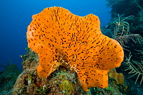 Orange elephant ear sponge (Agelas clathrodes) Santa Lucia, Camaguey, Cuba, Caribbean Sea, Atlantic Ocean