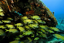Shoal of French grunt (Haemulon flavolineatum) on the Sabinal wreck, Santa Lucia, Camaguey, Cuba, Caribbean Sea, Atlantic Ocean