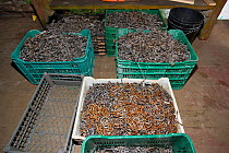Fishing hooks confiscated from poachers, Wafer Bay ranger station, Chatham Bay, Cocos Island National Park, Costa Rica, East Pacific Ocean. September 2012.