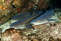 Whitetip reef shark (Triaenodon obesus) resting on the bottom, Cocos Island National Park,  Costa Rica, East Pacific Ocean